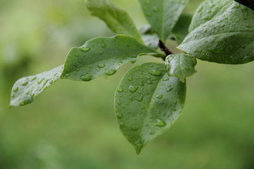 green leaves