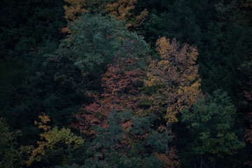 Fototapeta na wymiar Letchworth state park, autumn colors