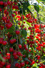 New harvest of Prunus cerasus sour cherry, tart cherry, or dwarf cherry in sunny garden