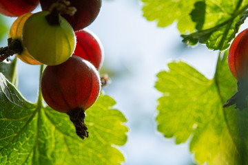Black currant berries ripening in garden