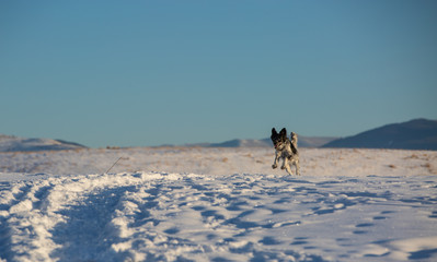 dog in the snow