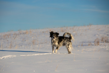 dog in the snow