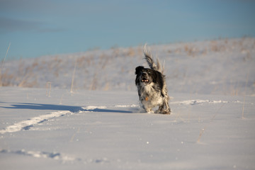 dog in the snow