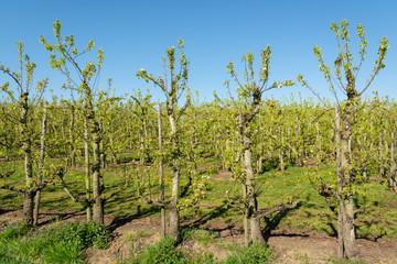 Rows of pear trees in orchard, fruit region Haspengouw in Belgium
