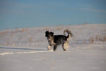 dog in the snow