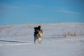 dog in the snow
