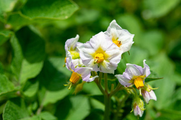 Flowering potato plant in summer close up