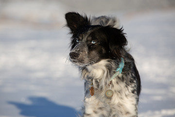 dog in the snow
