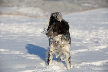 dog in the snow