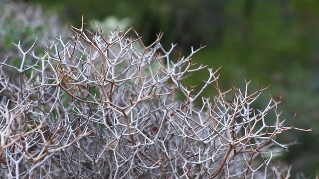 Close-up view of dried Launaea arborescens plants. Woody base shrub, dense and intricate, very branched in a zigzag shape, laticiferous, with spiny appearance after the fall of chapters. FullHD video
