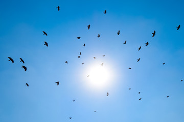 Silhouette of a flock of blackbird flying through a surreal even
