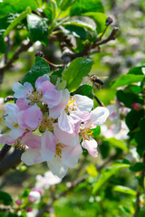 Spring pink blossom of apple trees in orchard, fruit region Haspengouw in Belgium