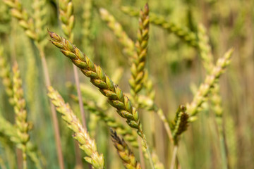 Ripe golden wheat spikes on farm field