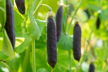 Ripe english garden peas plant, pea pod Blauwschokkers, close up
