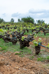 Old trunks and young green shoots of wine grape plants in rows in vineyard in spring
