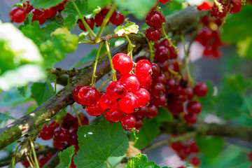 Ribes rubrum  redcurrant or gooseberry ripening in garden