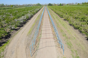 Steel gazebo for grapes over the road in the apple orchard. Frui