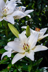 White lilium lily flowers, symbol of love and innocence