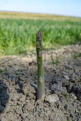 Ripe organic green asparagus growing on farmers field ready to harvest
