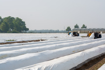 Picking of white asparagus vegetables with picking machines in Netherlands, harvest season