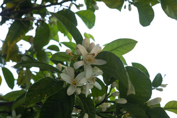 Seasonal blossom of orange tree, white flowers with strong smell