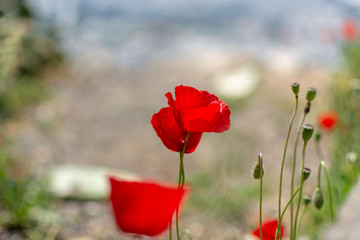 Obraz premium Spring colorful floral background with wild and red poppy flowers