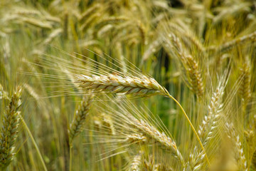 Ripe golden rye spikes on farm field