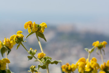 Spring colorful floral background with yellow wild mountain flowers