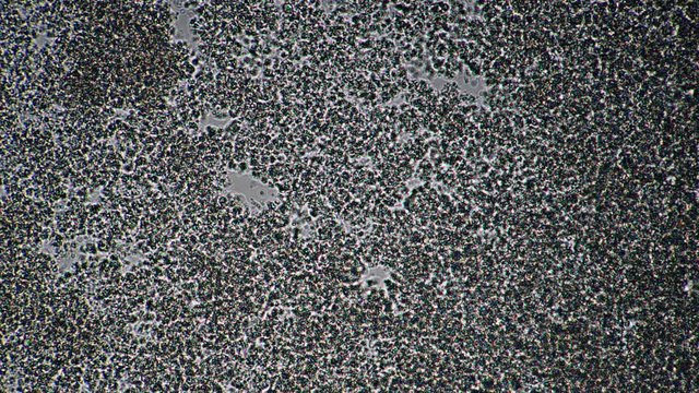 Lactic acid bacteria and rods in starter culture for milk microcosmic background in microscope. Theme of foods background is under 1000x magnification. Milk product such as kefir or yogurt.