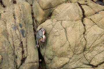 crab on the rocks on the beach on the california central coast