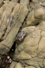 crab on the rocks on the beach on the california central coast