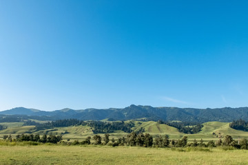 Coniferous forest on green alpine meadows with blue sky landscape