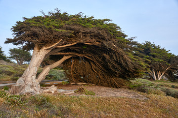 wind swept Monterey cypress tree along the calofornia central coast