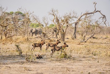 A small pack of African wild dogs (Lycaon pictus) stands alert, and two large elephants walk in the background. Botswana.