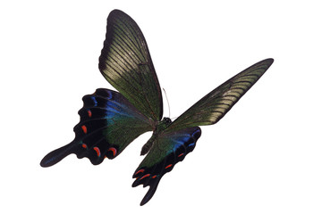 Beautiful butterfly flying isolated on white background