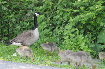 family of geese