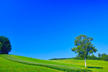 初夏の北海道、美瑛町にある白樺の木と草原