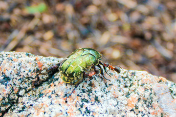 Bronze beetle flees from an attack of ants