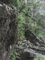 tree in a fresh forest