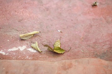 Old cement floor in Thailand