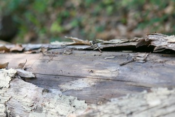 Dry log in Thailand