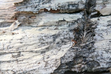 Dry log in Thailand