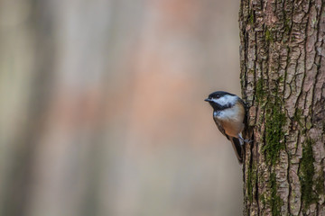 Black-capped chickadee perched on a tree
