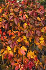autumn leaves background