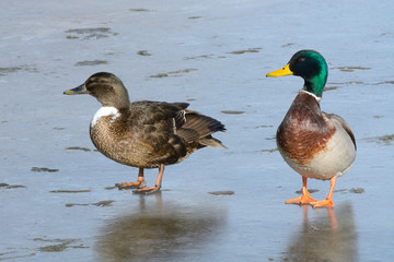 Mallard duck drake and young mixed breed domestic and wild duck drake  standing side by side on ice of frozen winter lake
