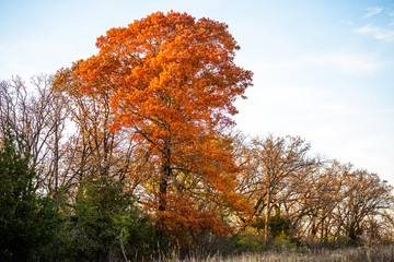 Orange fall foliage on lone oak tree in autumn