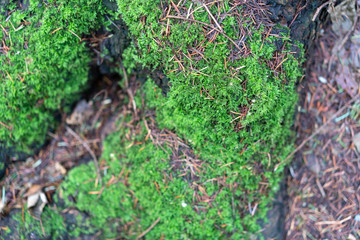 Obraz premium Greenery in the pacific northwest.