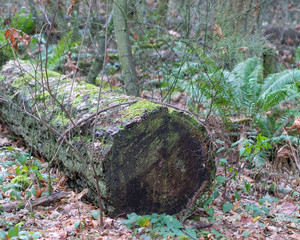 Recently felled trees in the pacific northwest.