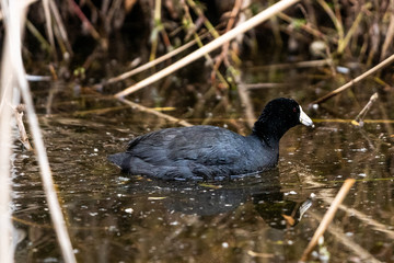 American Coot swimming in front of cattails