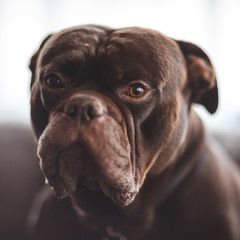 olde english bulldog